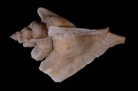 藏品(三角芭蕉螺)的圖片